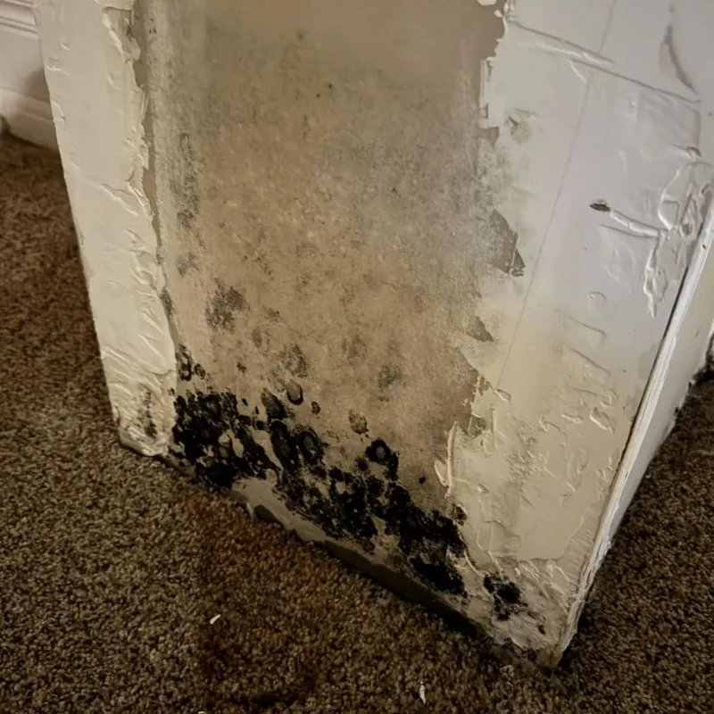 Professional Mold Removal in Norfolk, VA